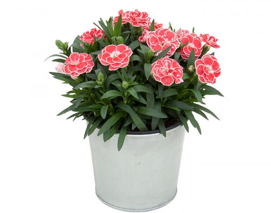 Розсада гвоздики махрової Oscar White & Red