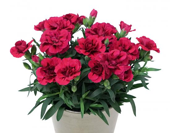 Розсада гвоздики махрової Oscar Purple