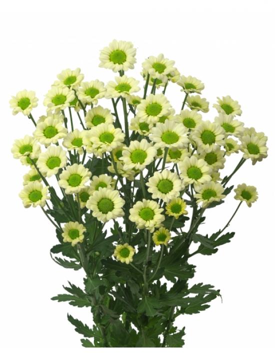 Хризантема черенок Madiba Nyaka Cream (кремовая)