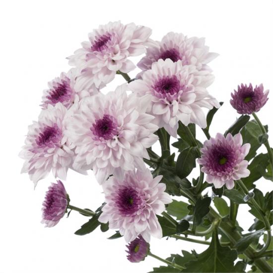 Хризантема саджанець Royce Lovely (рожева)