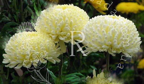 Хризантема черенок Creamist White (кремовая)