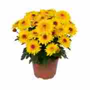 Хризантема саджанець Suntaste Yellow (жовтий)