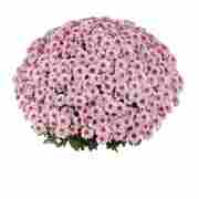 Хризантема саджанець Late Banquet Pink bicolor