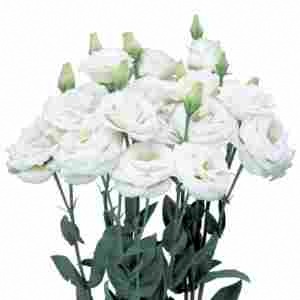 Еустома саджанець Rosita 2 White (біла)
