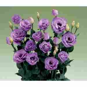 Еустома саджанець Alissa 2 Lavender (лавандова)
