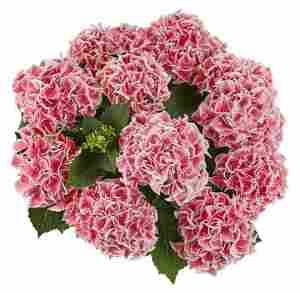 Гортензия крупнолистная Saxon Candy Heart Pink (розово-белая), 1-х летняя рассада