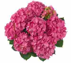 Гортензия крупнолистная Jip Pink (розовая), 1-х летняя рассада