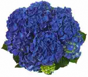 Гортензія крупнолиста Jip Blue (синя), 1-х річна розсада