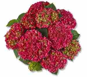 Гортензія крупнолиста Saxon Bright Red (червона), 1-х річна розсада