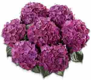 Гортензия крупнолистная Hot Red Purple (фиолетовая), 1-х летняя рассада