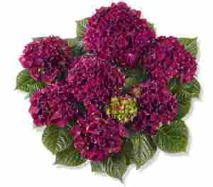 Гортензия крупнолистная Royal Red Purple (фиолетовая), 1-х летняя рассада