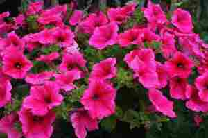 Петуния ампельная Сурфиния Hot Pink (розовая)