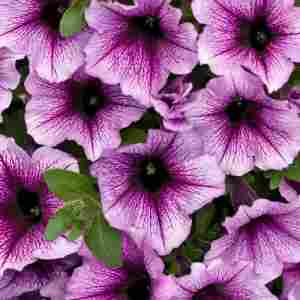 Supertunia Vista Bordeaux (біло-фіолетова)