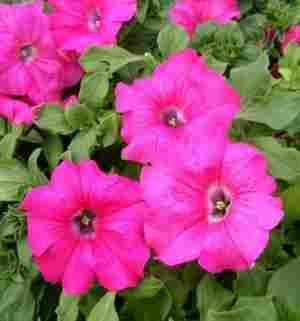 Петунія ампельна Conchita Grande Pink (рожева)