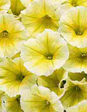 Петуния Veranda Yellow (желтая)