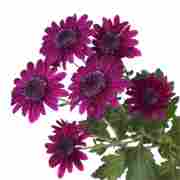 Хризантема саженец Stresa Purple (фиолетовая)