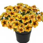 Петунія петхоа BeautiCal Caramel Yellow (жовта)