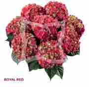 Гортензія крупнолиста Royal Red (червона), 1-х річна розсада