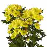 Хризантема саженец Radost Yellow (желтая)