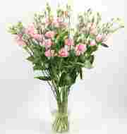 Еустома саджанець Rosita 1 Light Pink (рожева)