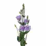 Еустома саджанець Rosita 3 Lavender (лавандова)
