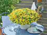 Калібрахоа Superballs Unique Golden Yellow (жовта)