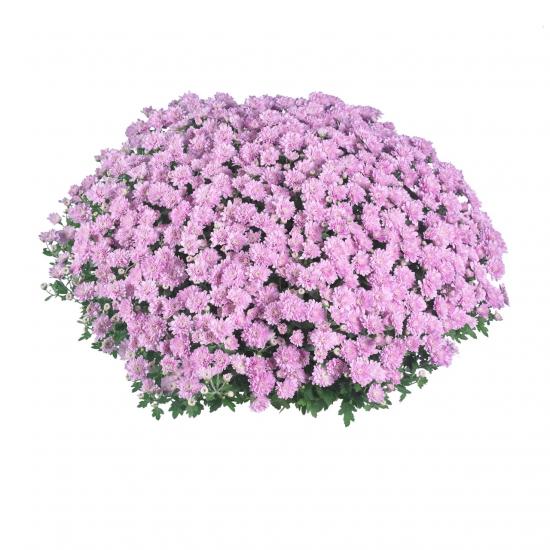 Хризантема саджанець Late Pride Pink