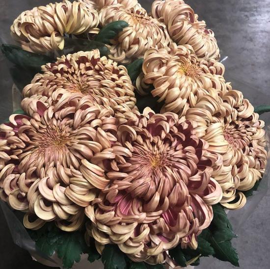 Хризантема саджанець Vienna Cooper (мідна)